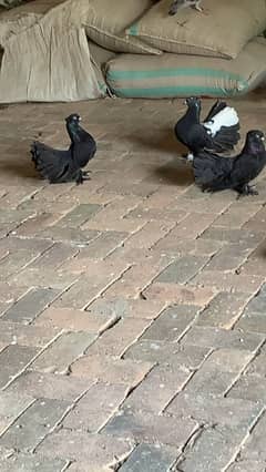 Black Lakka Breeder pair