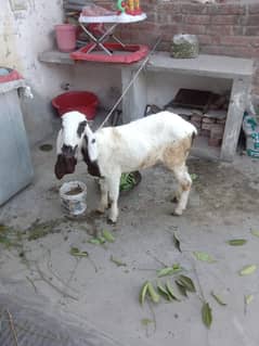 Female Sheep