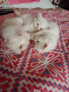 Persian