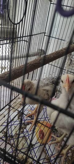 hens murghe murghi for sale