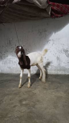 Gulabi Bakra