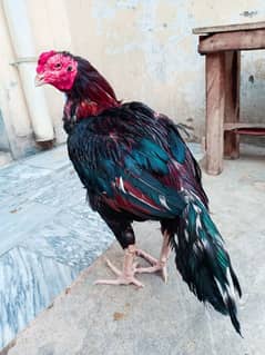 lakha
