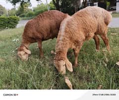 sheep(dumba) for eid