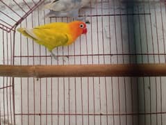 Love birds for sale