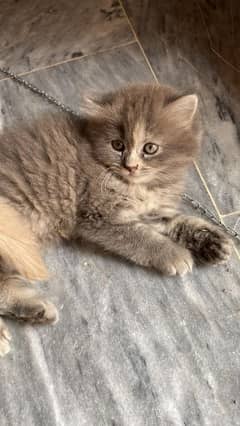 3 Cute Kittens for Sale – Brown & Grey Colors"