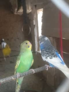 Australia Bird
