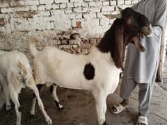2 dant bakron ki latt for sale
