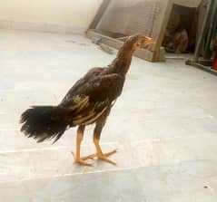 Pure Aseel