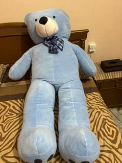 teddy