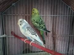 Australian Bird ka pair