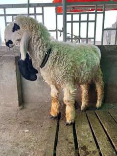 want to sale my goat