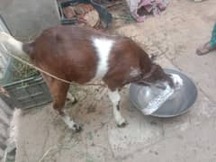 bakri