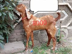 pure desi bakray for sale