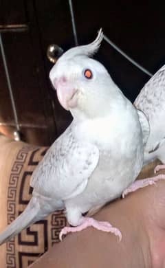 hand tame ino pide cockatiel