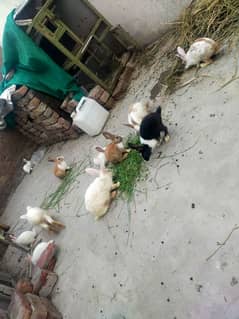 Rabbits for sale