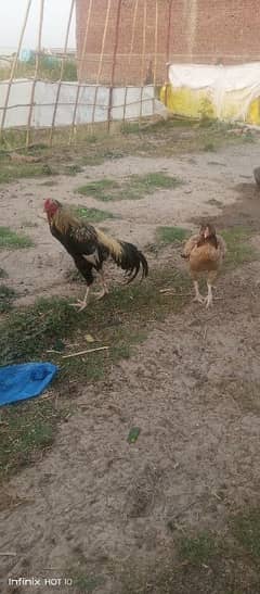 Aseel breeder 1 male 6 females