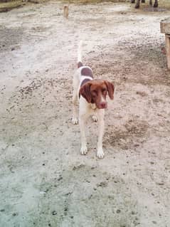 labrader