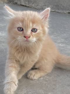 3 Cute Kittens for Sale – Brown & Grey Colors"