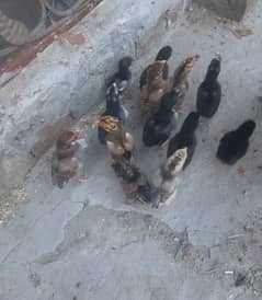 high quality mushki chicks for sale