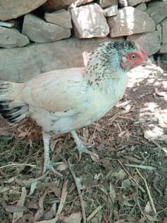 Aseels hens