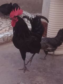 1 murga or 4 murgeya