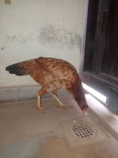 HENS