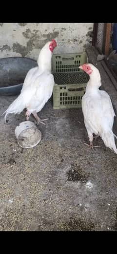 Aseel pure white Heera