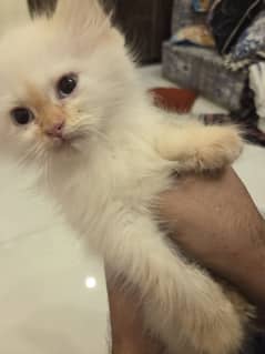 3 kittens for sale
