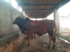 Big bull
