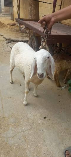 sheep