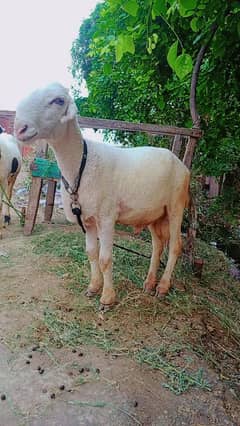 Mundray