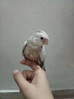 Cockatiel baby 1 month old with cage for taming pide colour