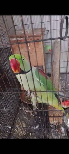 parrot home