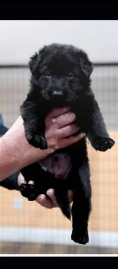 Black German puppy
