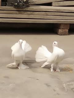 birds