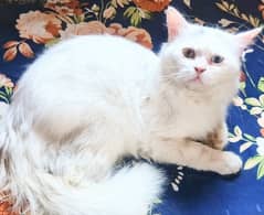 Big Size Persian Cat (Male)