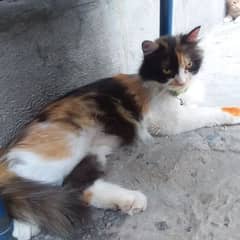 The cat is likely a Calico, a Domestic Longhair, or a Ragamuffin.