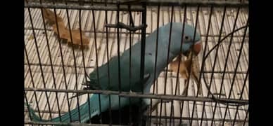 DNA female  blue bird