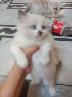 Himalaya and Persian breed kitten