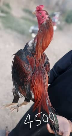 Aseel Murgy for sale