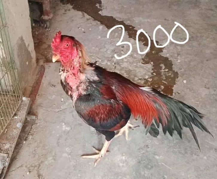 Aseel Murgy for sale 2