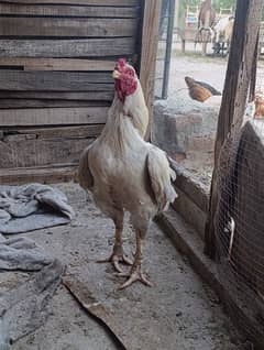 Aseel heera high quality for sale
