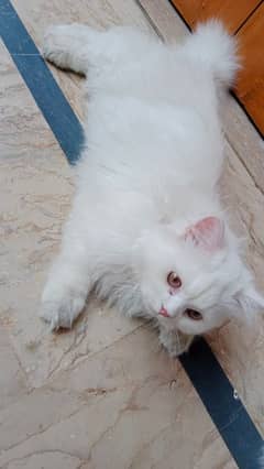 Persian cats