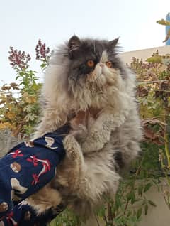 Black & white tripple coat Persian Peke punch stud for mating & kitten