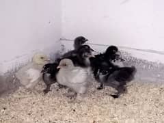 Bantam breeds