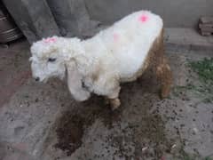 Sheep For Sale