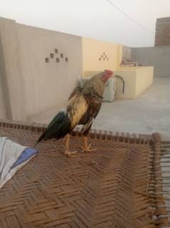 Aseel