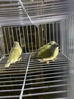 Gouldian Pathya
