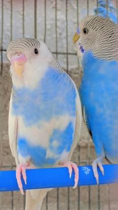 budgies