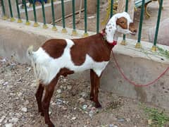 Bakra Eid ke liye taiyar